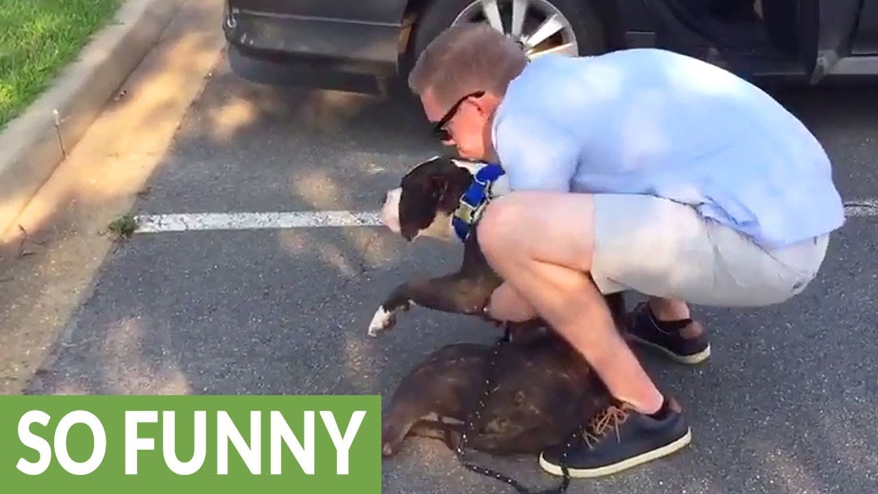 This dog doesn't like car rides, and he wishes his daddy could