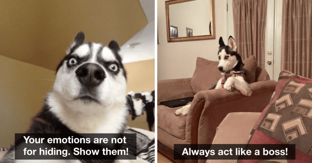 15 Golden Rules For Life As Told by Husky Dogs