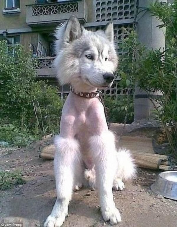 10 Pet Haircuts Gone Really Wrong Husky Lovers