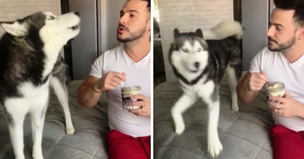 Diva Husky Throws “Whiny Fit” When Dad Refuses To Share His Ice Cream With Her