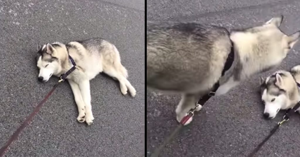Husky Decides The Best Time To Nap Is Right In The Middle Of A Walk