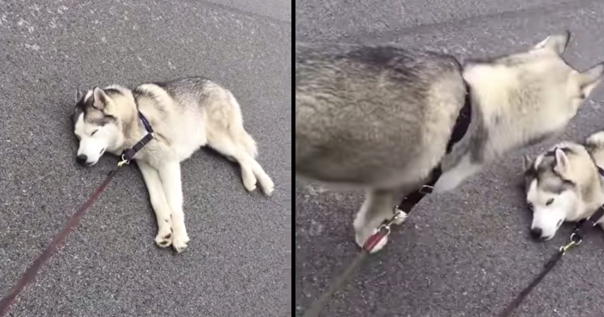 Husky Decides The Best Time To Nap Is Right In The Middle Of A Walk