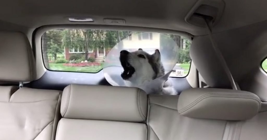 Husky Isn’t Happy With Mom After Spending All Day At The Vet