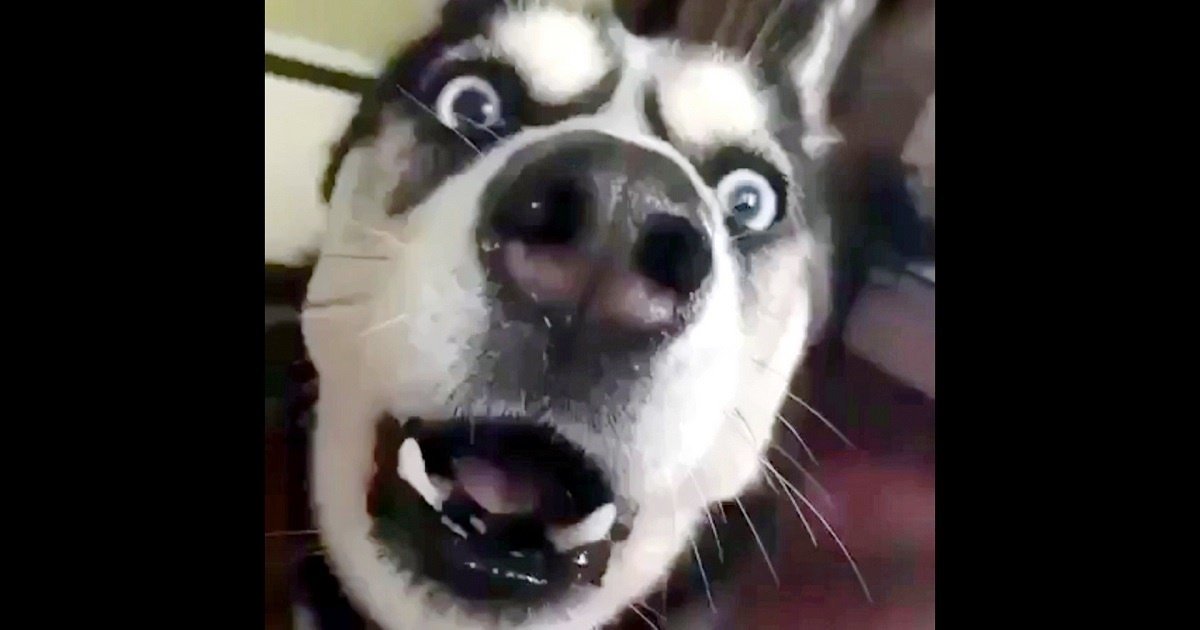 Husky Watches An Action Movie & Tries To Imitate The Sounds Of A Speeding Car