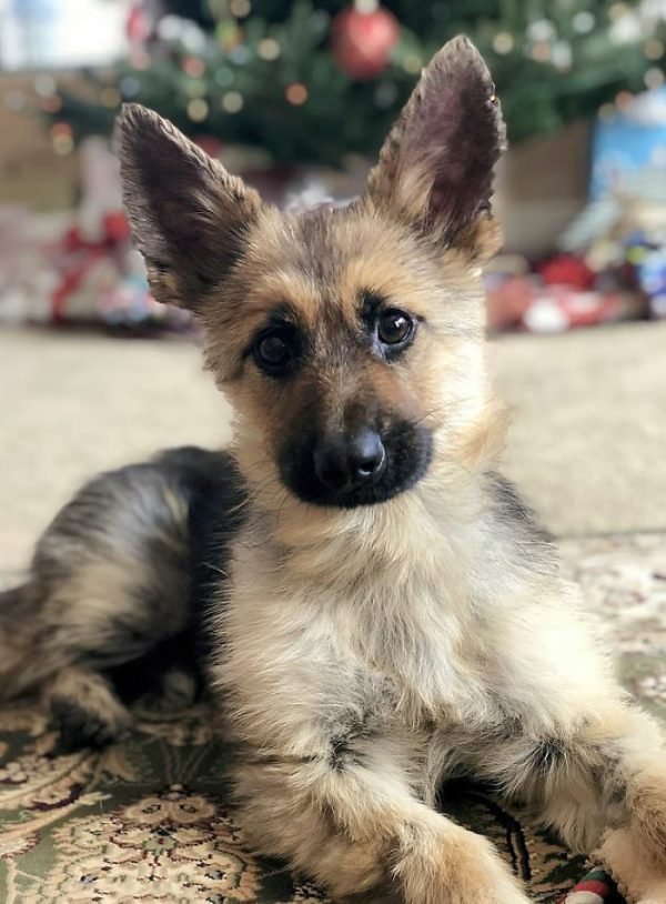 Meet Ranger, The Tiny German Shepherd With Dwarfism That Means He Will Look Like A Puppy Forever Meet Ranger, The Tiny German Shepherd With Dwarfism That Means He Will Look Like A Puppy Forever