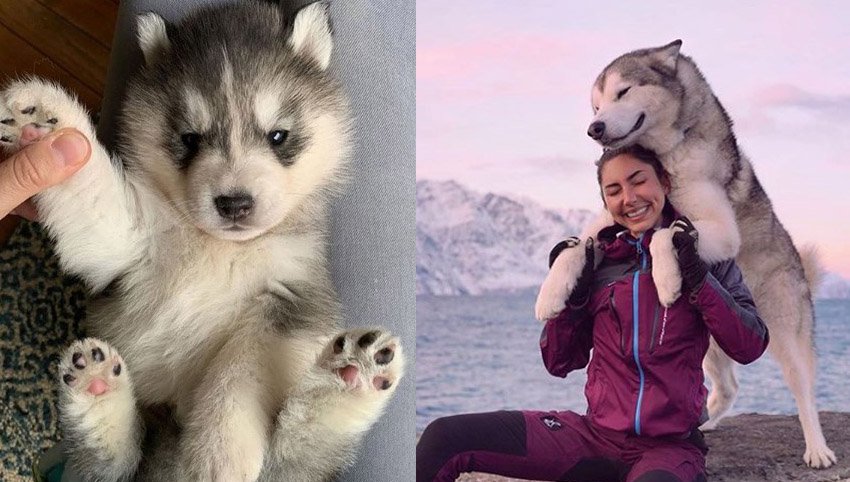 Science Says Your Husky Adopts Your Personality Over Time