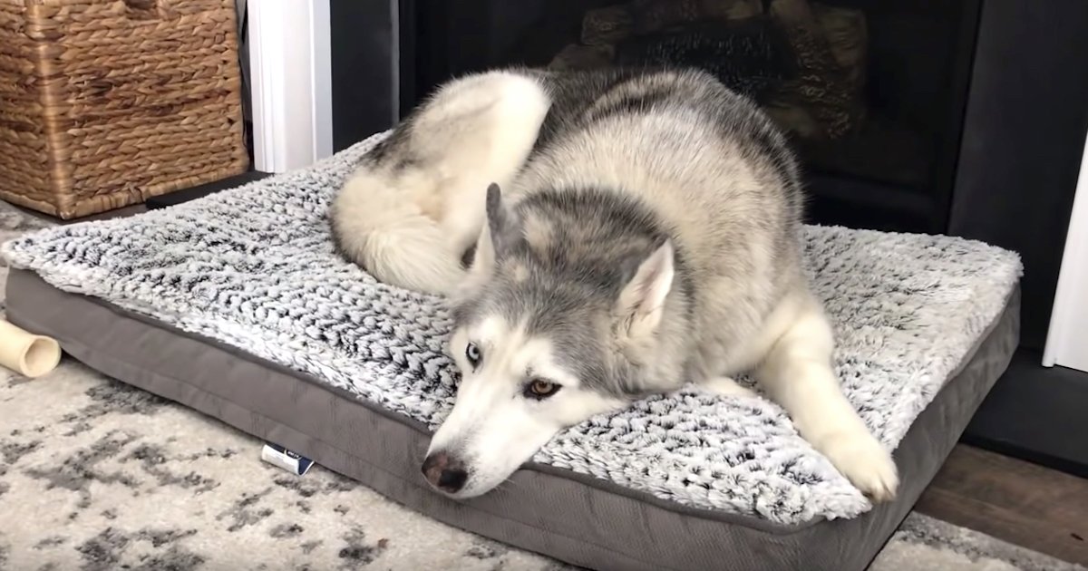 Stubborn Husky Gives Mom His Thoughts On The New Dog Bed