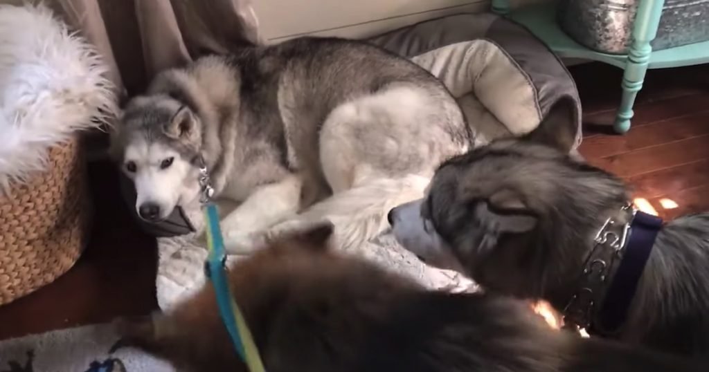 Stubborn Husky Has To Be Convinced By Other Dogs To Go On A Walk