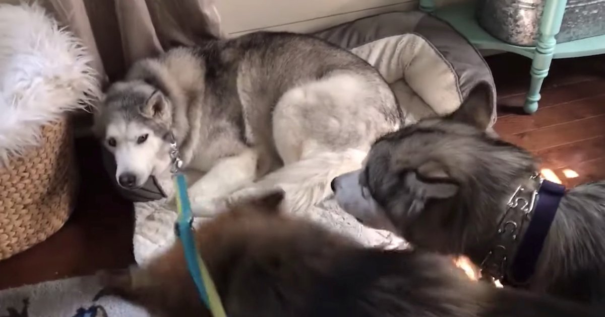 Stubborn Husky Has To Be Convinced By Other Dogs To Go On A Walk