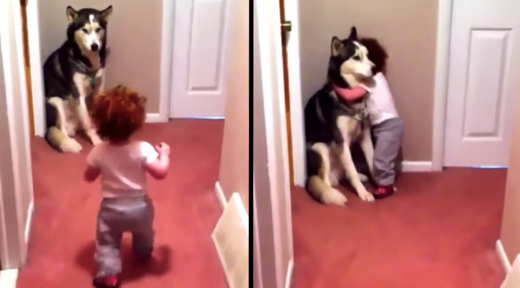 Toddler’s Scared Of Vacuum, Runs To Husky Who Puts On A Brave Face For His Girl