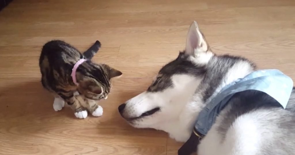 The New Kitten Goes In For A Kiss On The Sleeping Husky