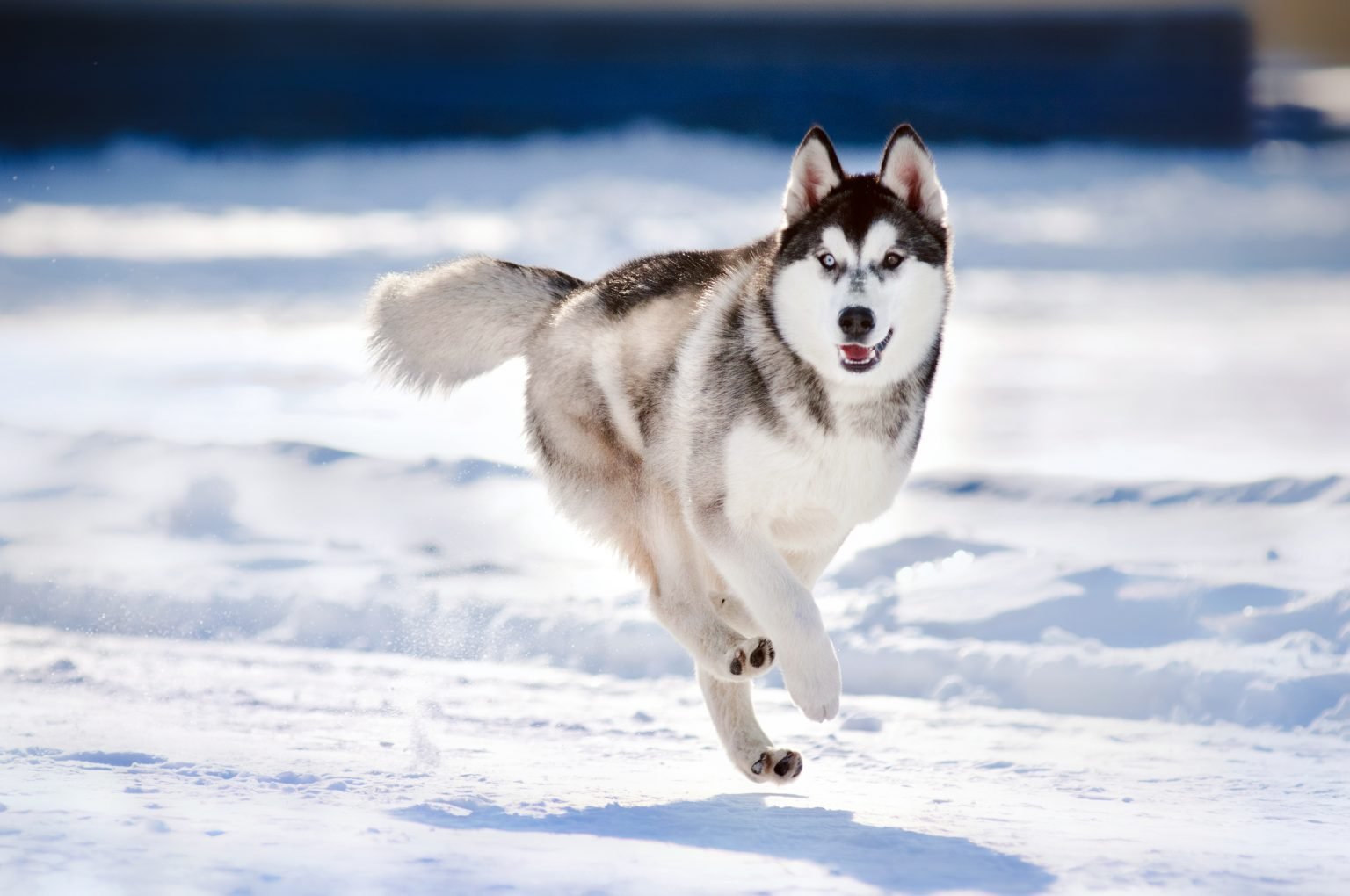 12 Pros and Cons of Siberian Huskies