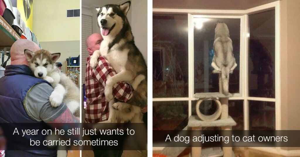 Alaskan Malamute pictures to cheer you up