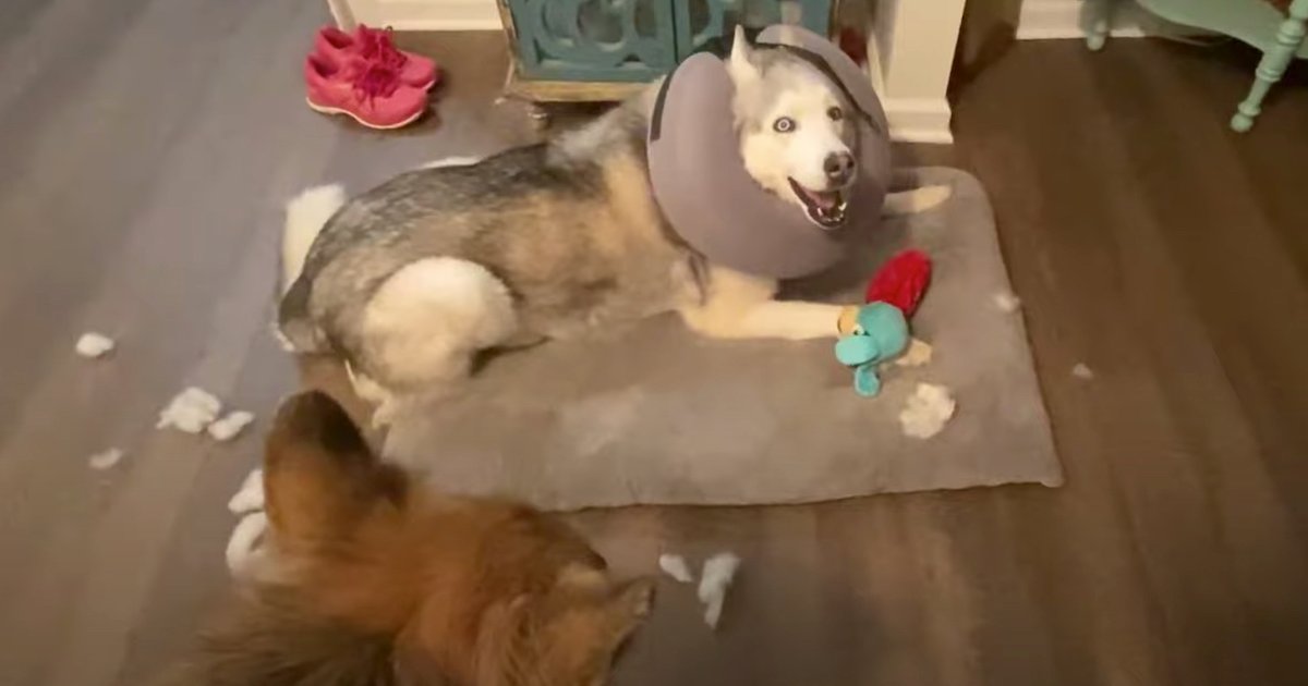 Dog Pleads His Defense To Mom After Ripping Apart Brother’s Toy