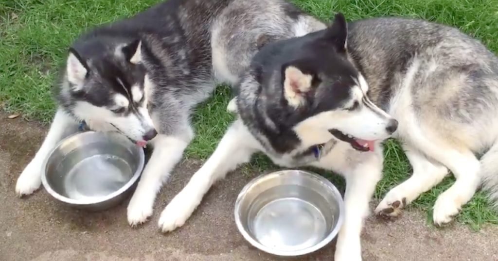 husky siblings