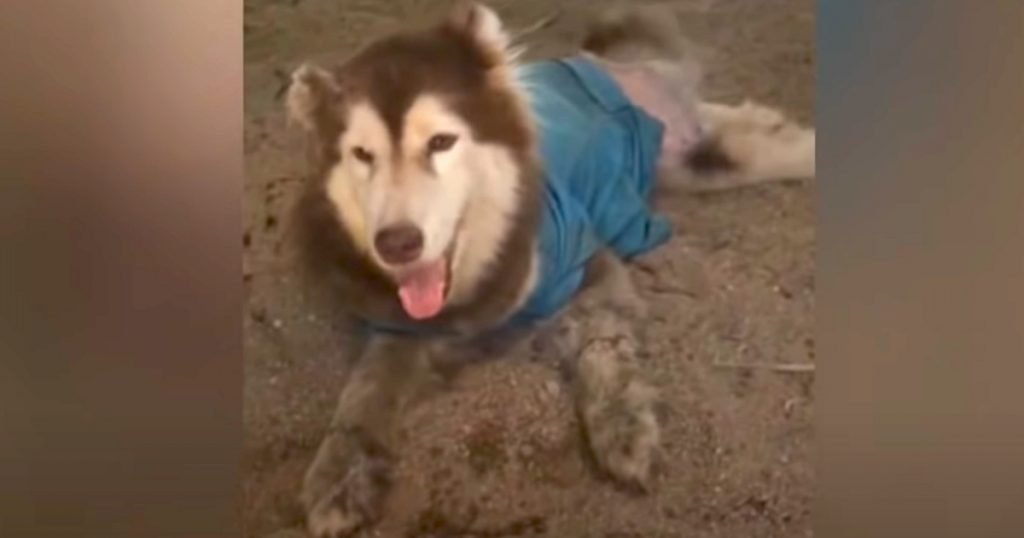 Husky With Two Bad Legs And A Cut Ear Found Wearing A Blue Shirt