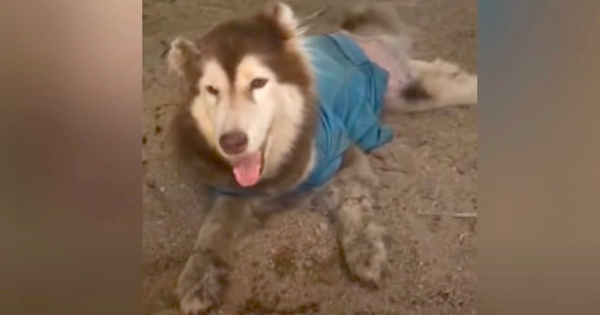 Husky With Two Bad Legs And A Cut Ear Found Wearing A Blue Shirt