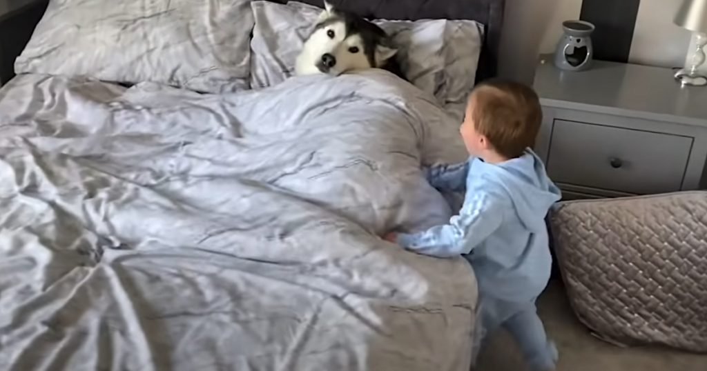 Little Boy Finds Comfy Husky In Bed, Can’t Get The Dog To Move