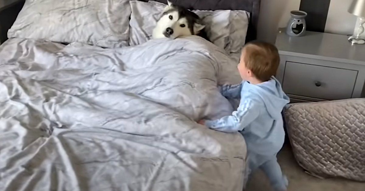 Little Boy Finds Comfy Husky In Bed, Can’t Get The Dog To Move