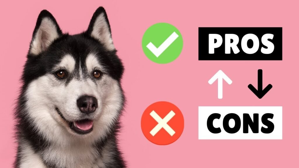 PROS and CONS Of Getting A SIBERIAN HUSKY