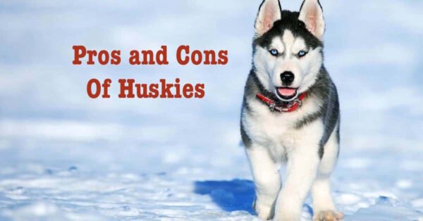 12 Pros and Cons of Siberian Huskies