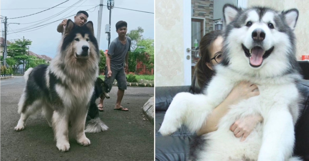 reasons why you need Alaskan Malamute in your life