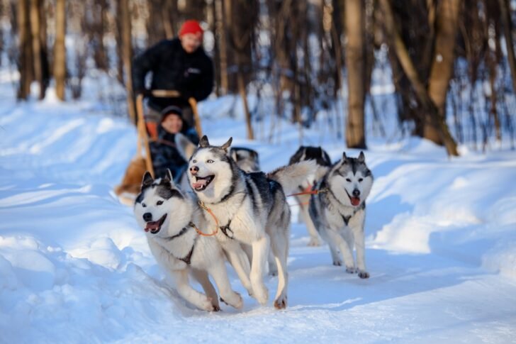 10 Best Sled Dog Breeds, You Should Know About. - OHL