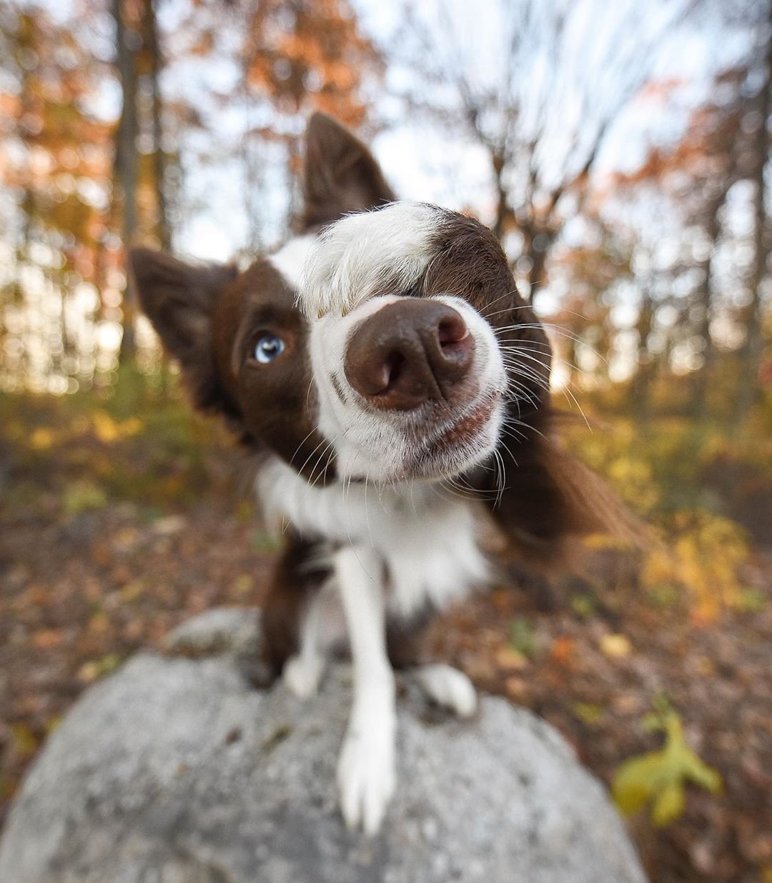 10-clingy-dog-breeds-that-are-extremely-close-with-their-owners-ohl