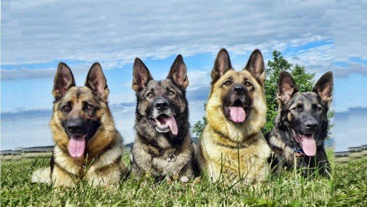 Difference Between Breeds, Siberian Husky And German Shepherd