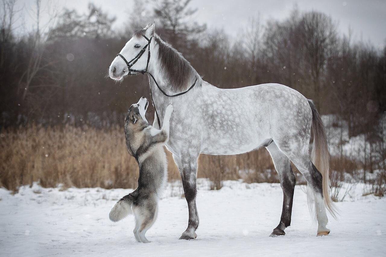 husky and horse