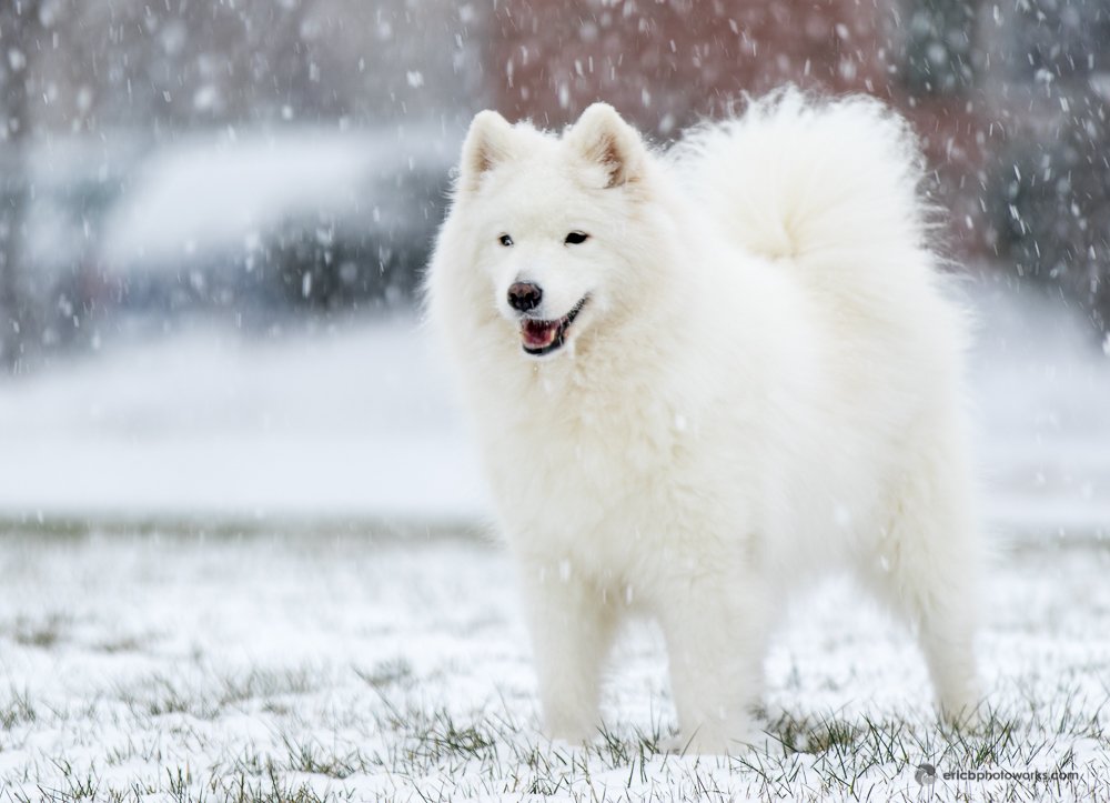 Beautiful Types of Huskies