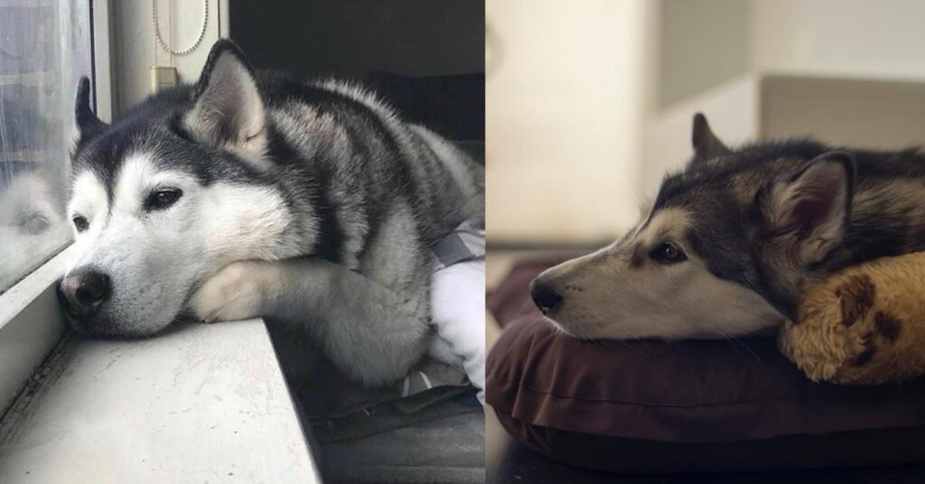 Harmful Things You May Be Doing to Your Husky Without Realizing It