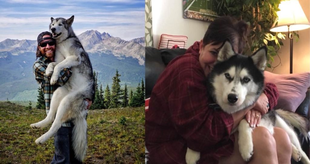 A Study Demonstrated That Husky Owners Care More About Their Dogs Than Themselves