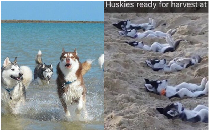 Funny Things Your Husky Will Do At The Beach