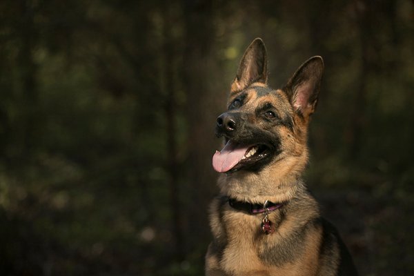 German shepherd no Hypoallergenic