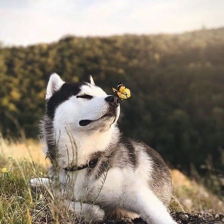 Huskies Are The Most Friendly Dogs