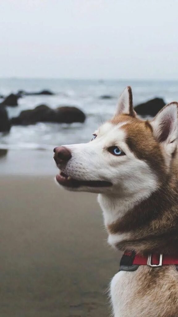 huskies being huskies