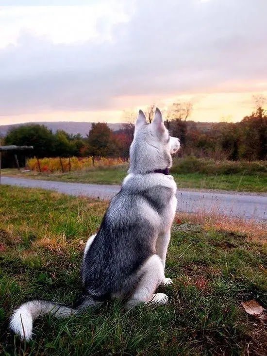 husky love