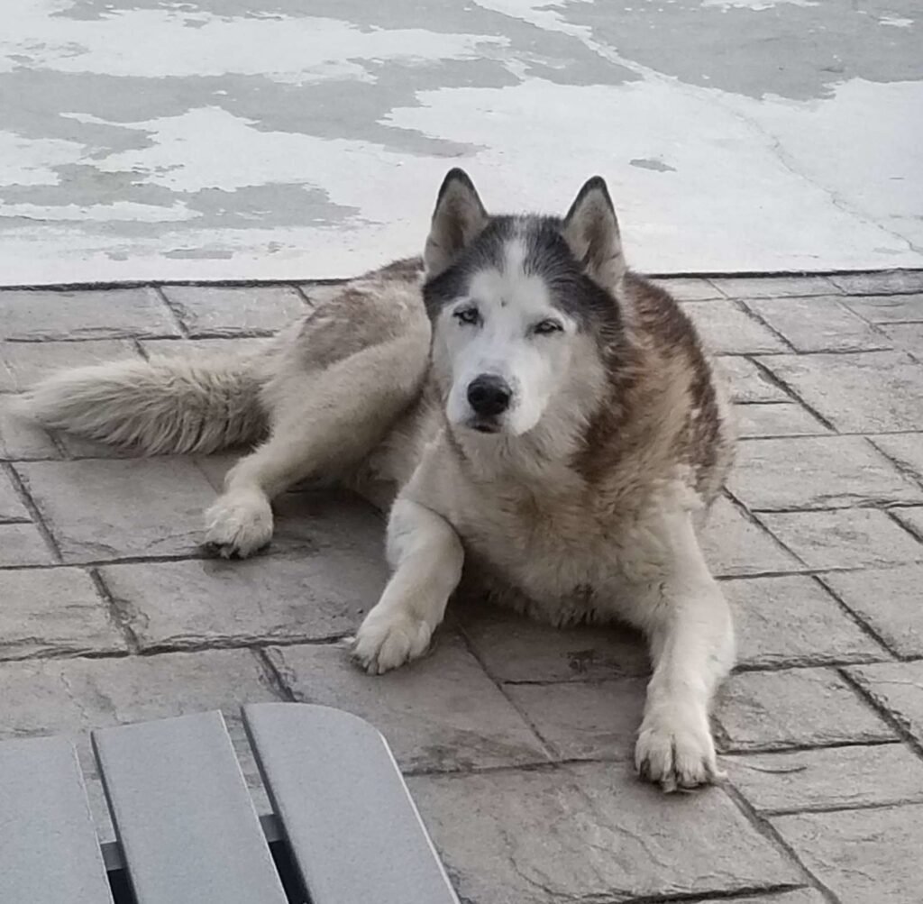 Husky saved by Amazon Delivery Driver 