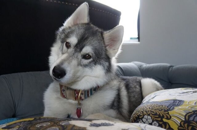 14-things-you-need-to-know-before-you-get-a-husky