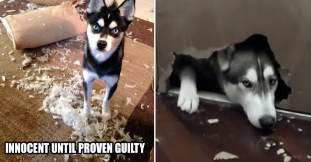 Guilty Huskies