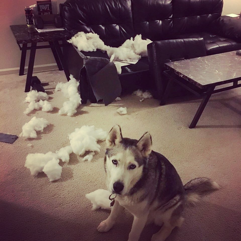 Guilty huskies 