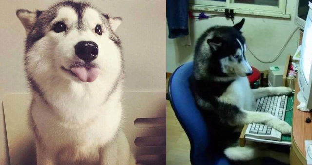 Things That Your Husky Does Better Than You