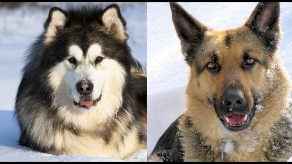 The Difference Between Alaskan Malamute And German Shepherd