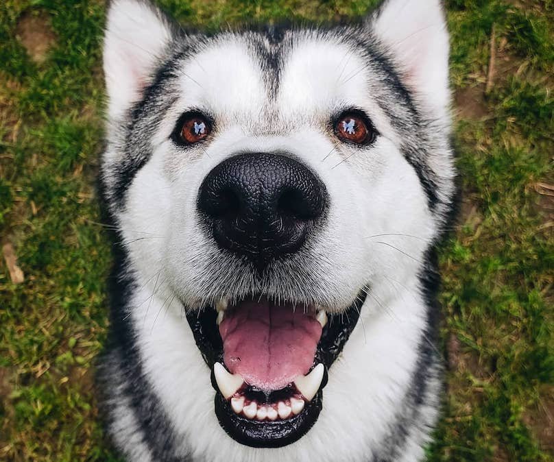 Alaskan malamute no Hypoallergenic