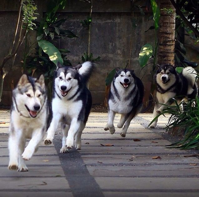 Trainability of Alaskan malamutes