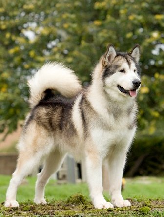 Beautiful Types of Huskies