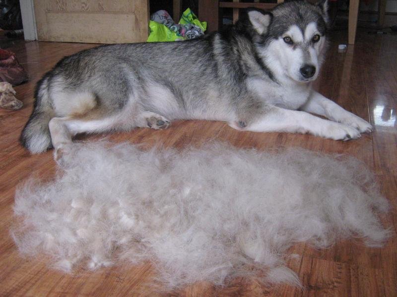 Alaskan malamute shedding 