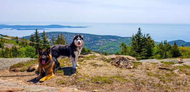 Activities Your Husky Can Do In The Mountains