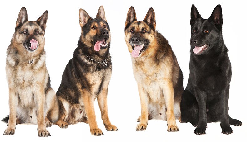 German shepherd colors 
